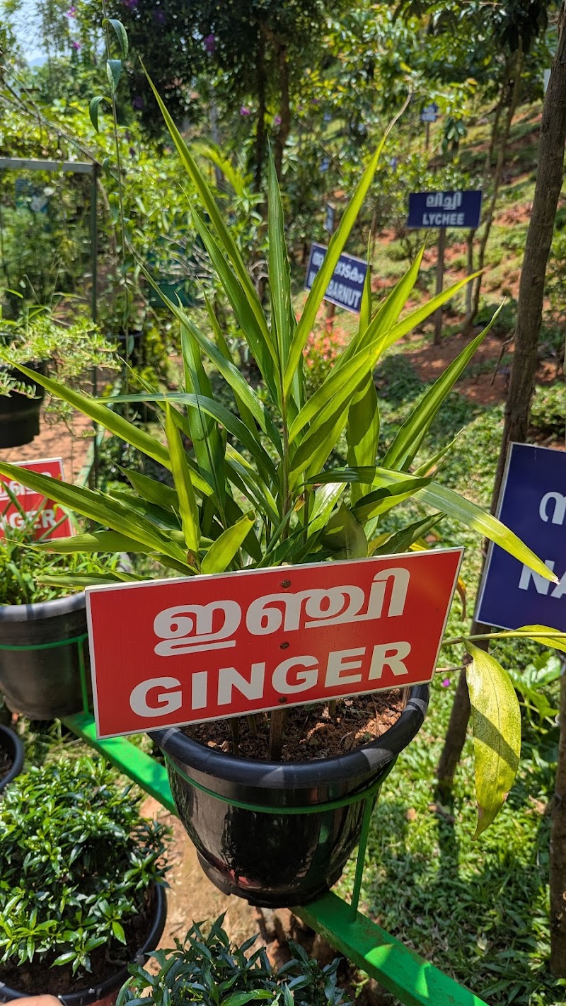 Chasam Ayurvedic & Spices Garden - Chasam Ayurvedic & Spices Garden Vythiri -Tharuvana Rd, Vythiri, Kunnathidavaka, Kerala 673576, India