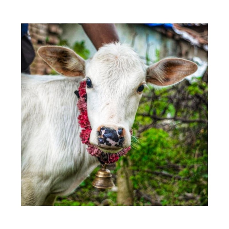 Gau Seva Dham Chhatauna - Gau Seva Dham Chhatauna, 54, Bilaspur, Chhatauna, Chhattisgarh 495222, India