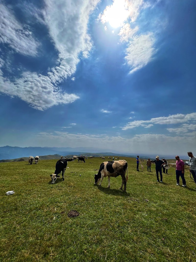 جنگل فندقلو - جنگل فندقلو، Iran