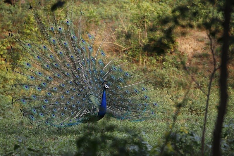 Bhondsi Nature Park