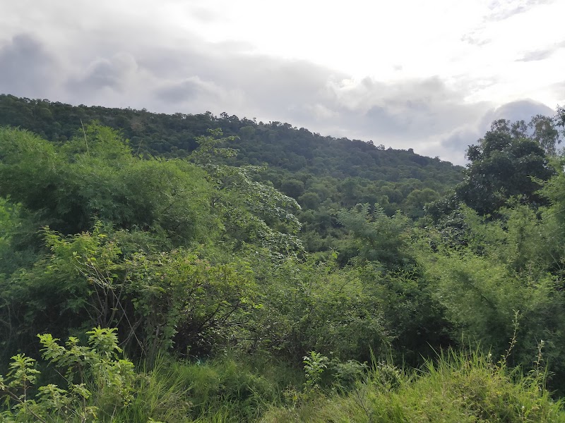 Cauvery Wildlife Sanctuary,Mandya-Ramanagara zone. - Cauvery Wildlife Sanctuary,Mandya-Ramanagara zone., 8862+JQX, Basavana Betta Forest, Karnataka 571421, India