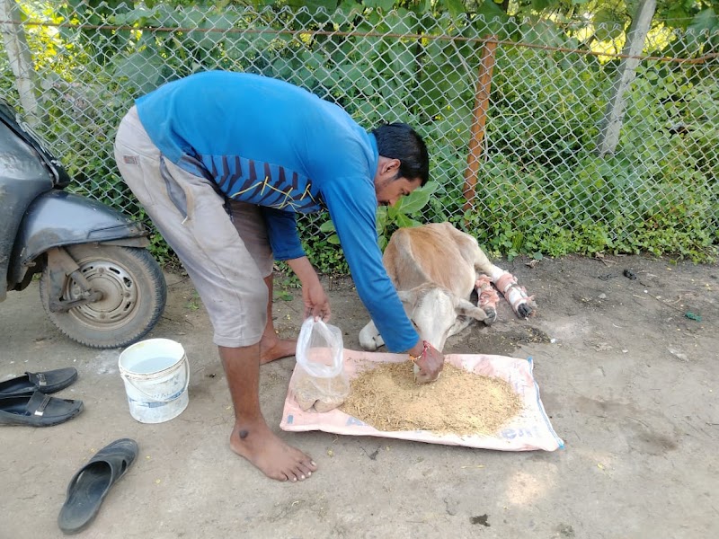 Sanidev gau seva dham - Sanidev gau seva dham, 24R8+CCH, Bilaspur, Chhattisgarh 495003, India