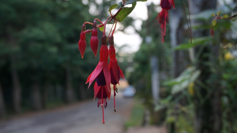 Malki Forest - Malki Forest HV5P+PJH, Unnamed Road, Malki, Shillong, Meghalaya 793003, India
