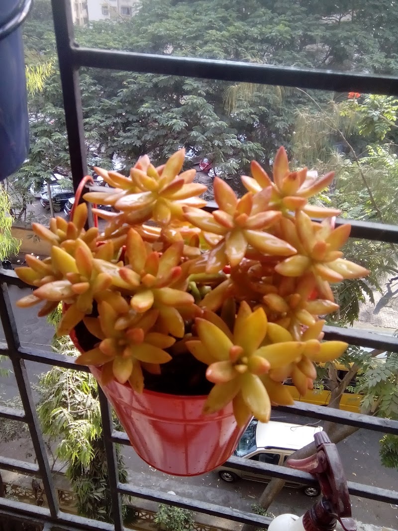 Jude Plant Nursery - Jude Plant Nursery, 10A lourdes heaven ,Doctor Ambedkar Road, Pali Mala Rd, Bandra West, Mumbai, Maharashtra 400050, India