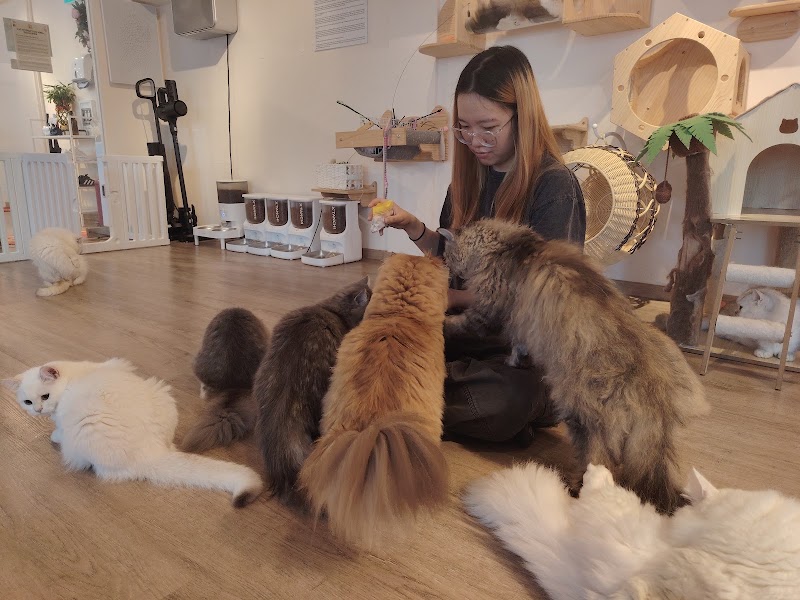 QQ Cats & Cafe - QQ Cats & Cafe 262 Balestier Rd, #01-03, Singapore 329714