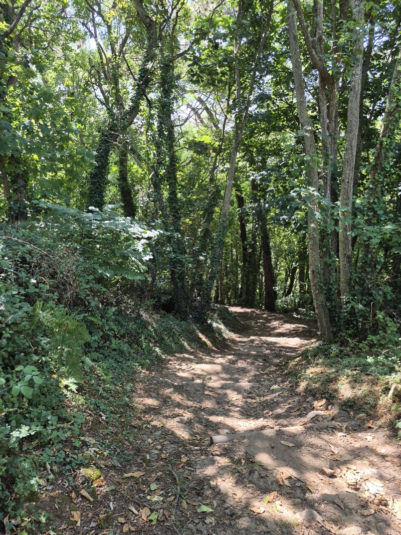 GR 34 Tréveneuc - Sentier des Douaniers - GR 34 Tréveneuc - Sentier des Douaniers, M48X+WP, Tréveneuc, France