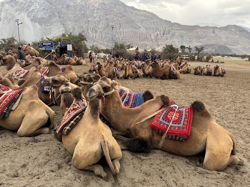Hunder camel ride