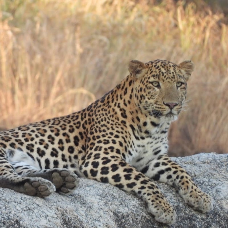 Kumbhalgarh Jungle