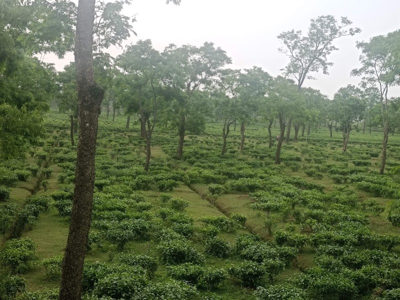 Manohari Tea Estate - Manohari Tea Estate, Nogaghuli 1/177 Orr, Assam 786012, India