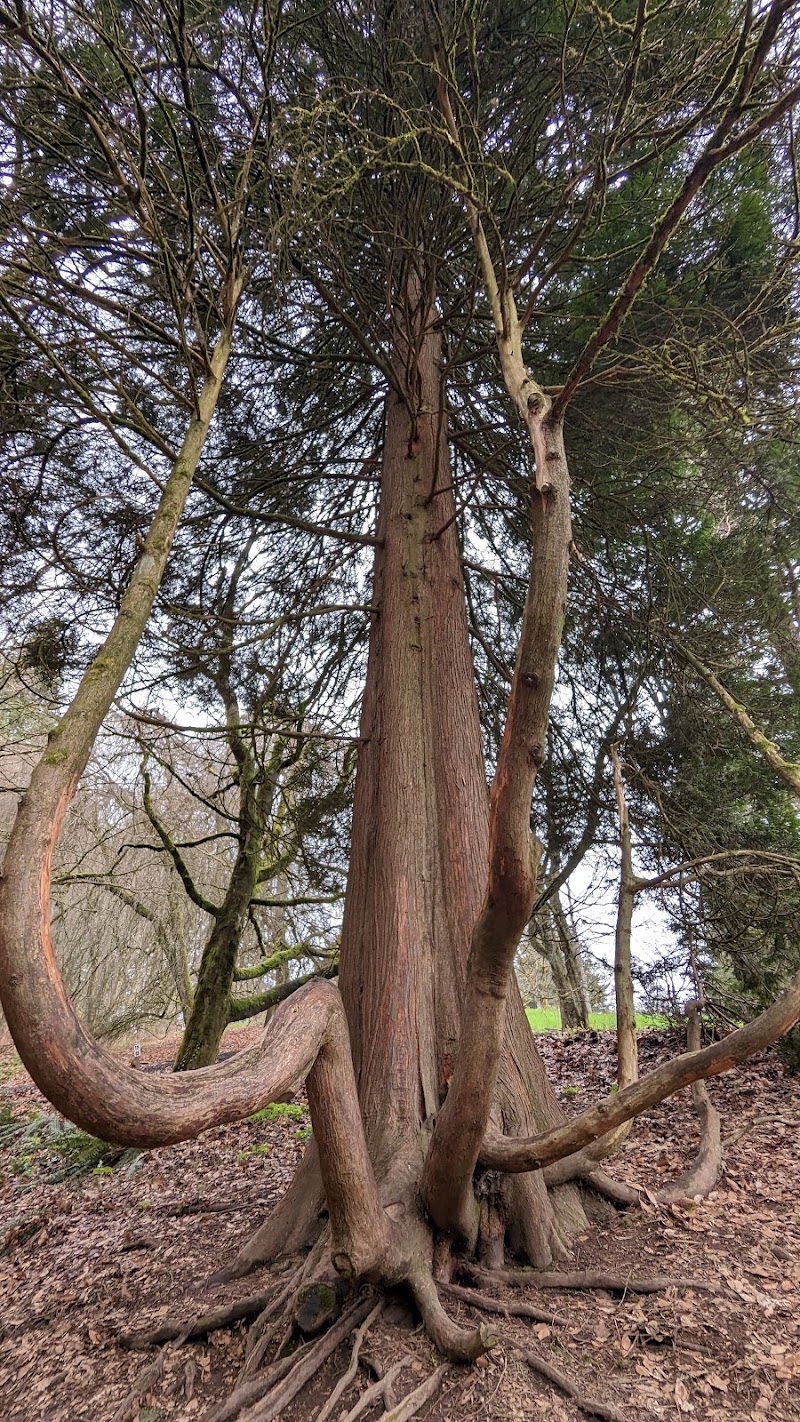 Hoyt Arboretum - Hoyt Arboretum, 4000 SW Fairview Blvd, Portland, OR 97221, USA