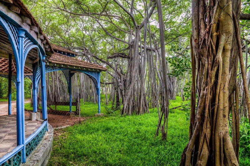 Adyar Banyan Tree