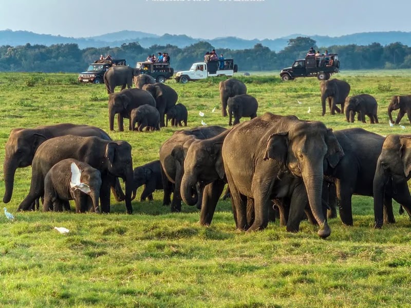 Book Now - Kaudulla National Park Private Elephant & Wildlife Safari - Book Now - Kaudulla National Park Private Elephant & Wildlife Safari, Rotawewa, Sri Lanka