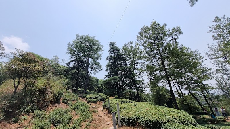 Tea Gardens Dharamshala Narghota - Tea Gardens Dharamshala Narghota, Narghota Road, Chilgari, Dharamshala, Himachal Pradesh 176215, India