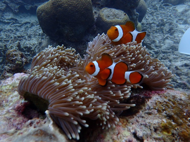 八重山Diving Service Field - 八重山Diving Service Field 1-chōme-14番地 Yashimachō, Ishigaki, Okinawa 907-0011, Japan