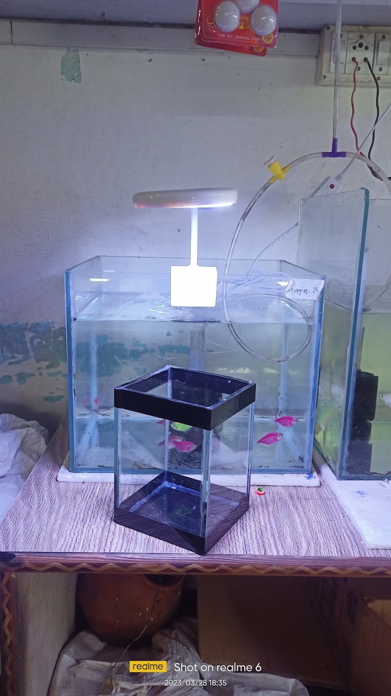 Shark Tank Pet Shop - Shark Tank Pet Shop, Infront of C, N.I. Church , Mission, Sagundungari, Odisha 766107, India
