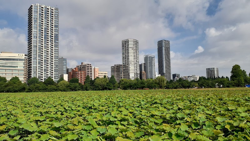 Shinobazuno Pond - Shinobazuno Pond Shinobazuno Pond, 2 Uenokoen, Taito City, Tokyo 110-0007, Japan