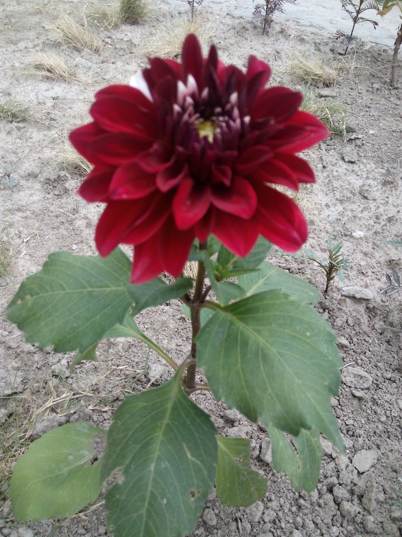 Karam Orchard, Sumbli - Karam Orchard, Sumbli, near Pangan Gompa Road, Baragran, Manali, Himachal Pradesh 175129, India