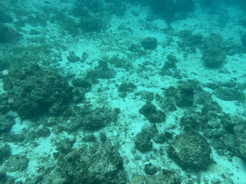 Gilutongan Marine Sanctuary - Gilutongan Marine Sanctuary, 6X5P+G9P, Unnamed Road, Cordova, Cebu, Philippines