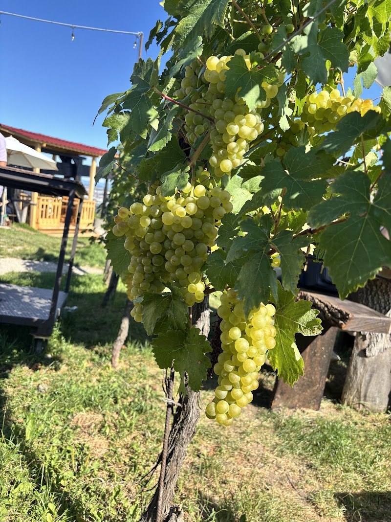 Weingut Wailand - Weingut Wailand, Kahlenberger Str. 220, 1190 Wien, Austria