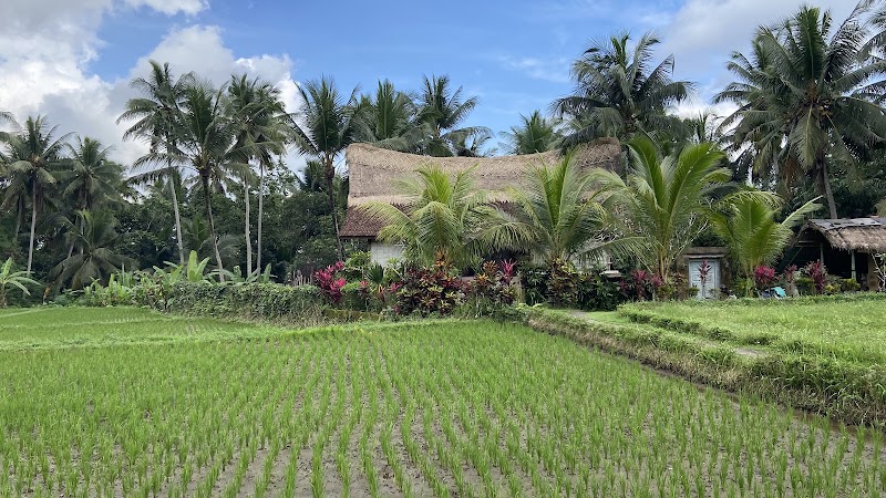 Kajeng Rice Field - Kajeng Rice Field Jl. Kajeng No.88, Ubud, Kecamatan Ubud, Kabupaten Gianyar, Bali 80571, Indonesia