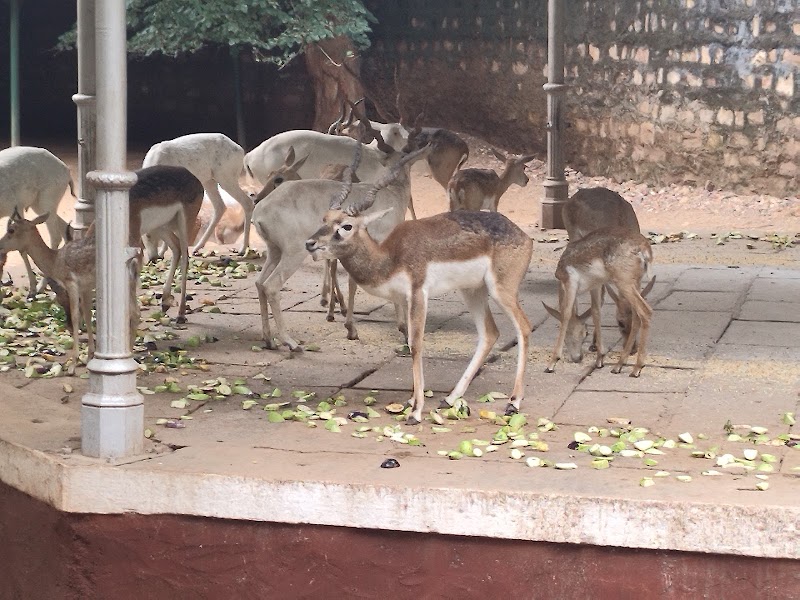 Gandhi Udyan Park - Gandhi Udyan Park Nayapara Rd, New Mangal Bazar, Nayapara, Raipur, Chhattisgarh 492001, India