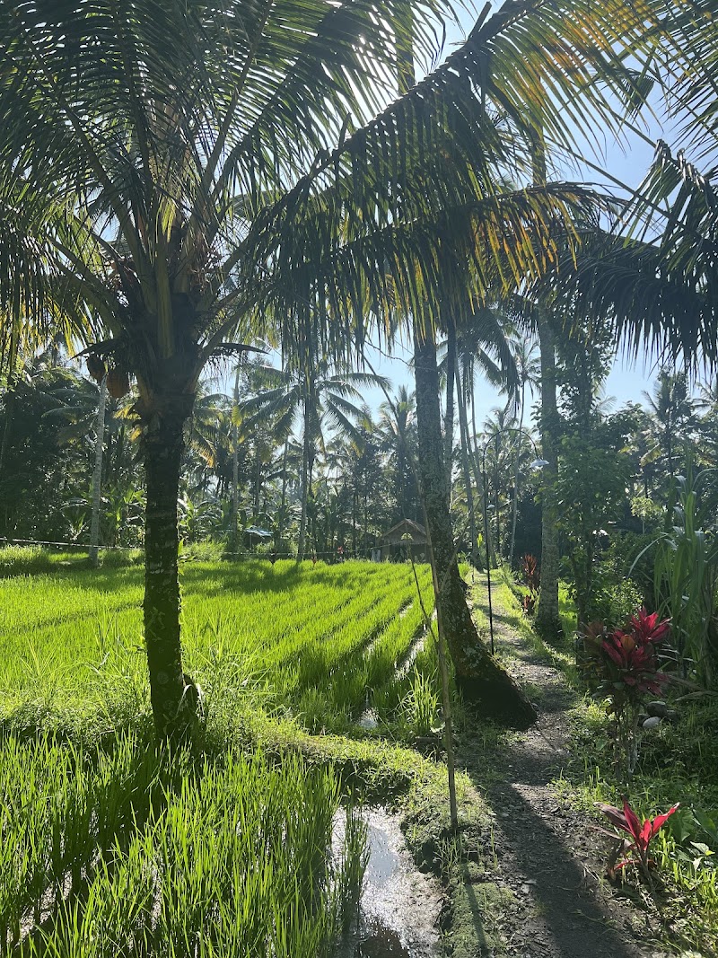 Uma Harum Sari - Uma Harum Sari J78Q+GP, Taro, Tegallalang, Gianyar Regency, Bali 80561, Indonesia