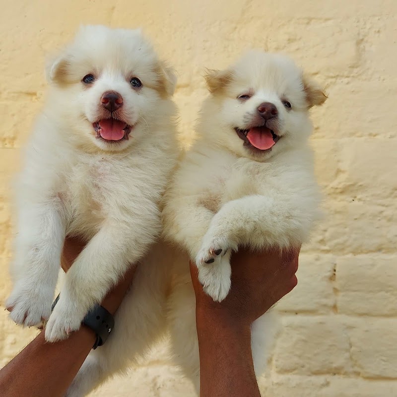 Doggyz HuB Dmt - Doggyz HuB Dmt, Aama talab road, Rudri Road, indoor stadium, ke pass, Ekta Nagar, Itwari Bazar, Dhamtari, Chhattisgarh 493773, India