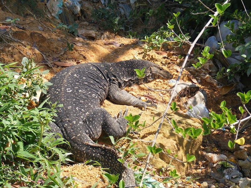 Bentota Ganga - Bentota Ganga, Sri Lanka