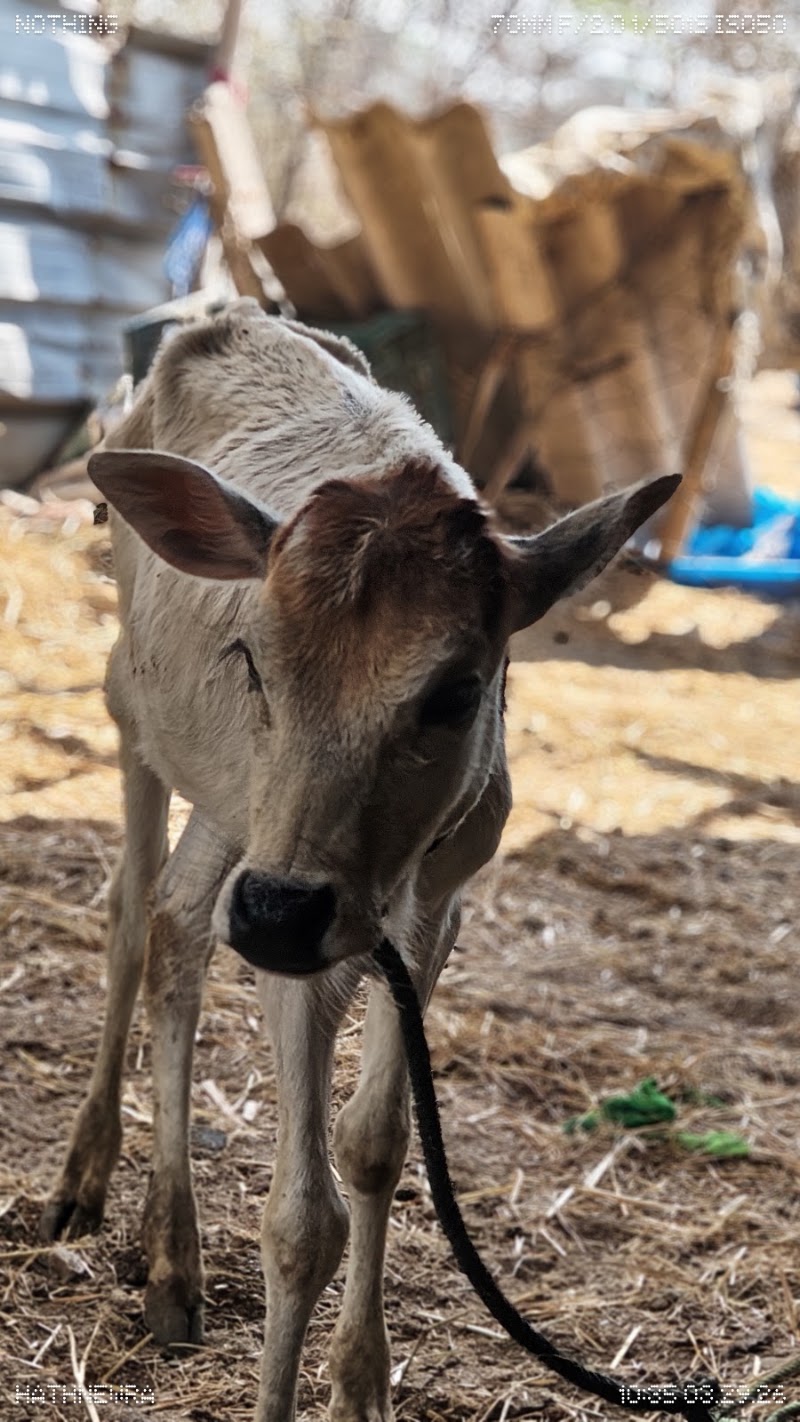 Gau seva hathnewra - Gau seva hathnewra, XMQH+5M8, Hathnewra, Chhattisgarh 495671, India