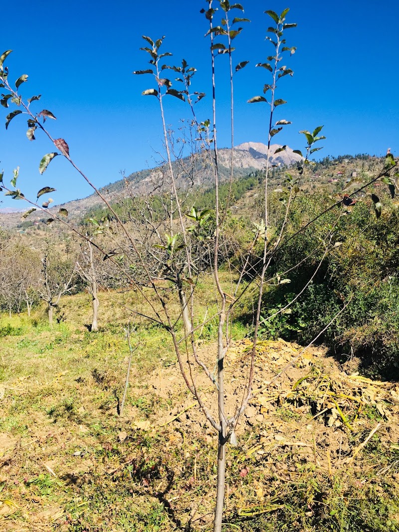 Dewa.Orchard - Dewa.Orchard, Shilawati po nishani teh, Distt, Nirmand, Sohach, Himachal Pradesh 172002, India