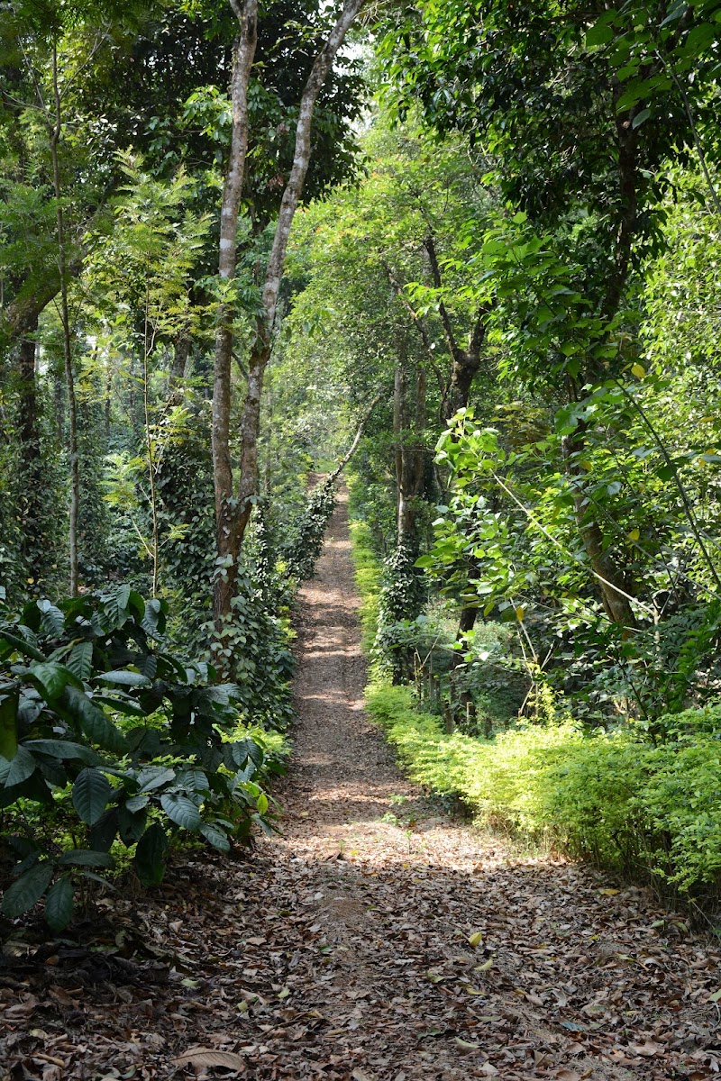 Heights Farm Stay Coorg - Nature Stay Near Madikeri - Heights Farm Stay Coorg - Nature Stay Near Madikeri Biligeri Road, &, Post, Kaggodlu, Madikeri, Karnataka 571201, India