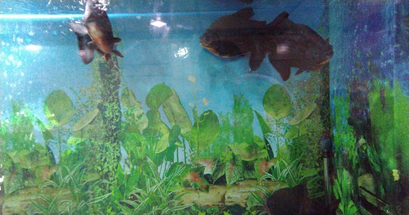 Jawahar Aquarium - Jawahar Aquarium, F35F+9FW, Mall Rd, The Mall Road, Mussoorie, Uttarakhand 248179, India