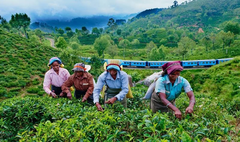 Tea factory tour nuwara eliya - Tea factory tour nuwara eliya 16/1 1, 5 Glenfall Rd, km 22200, Sri Lanka