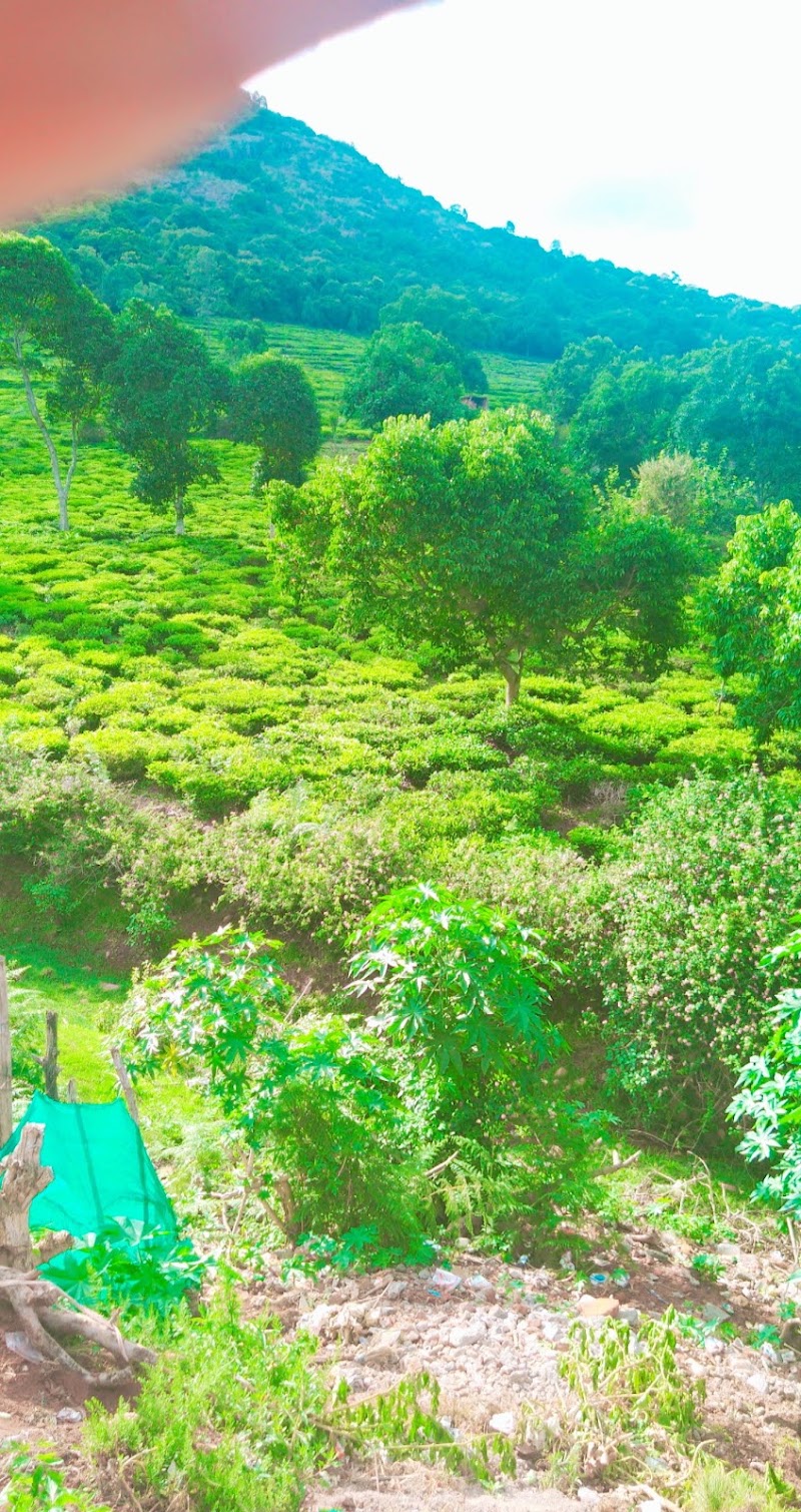 Top Hill Tea Factory - Top Hill Tea Factory, Sholurmattam Road, Amman Nagar, Denad, Kil Kotagiri, Tamil Nadu 643216, India