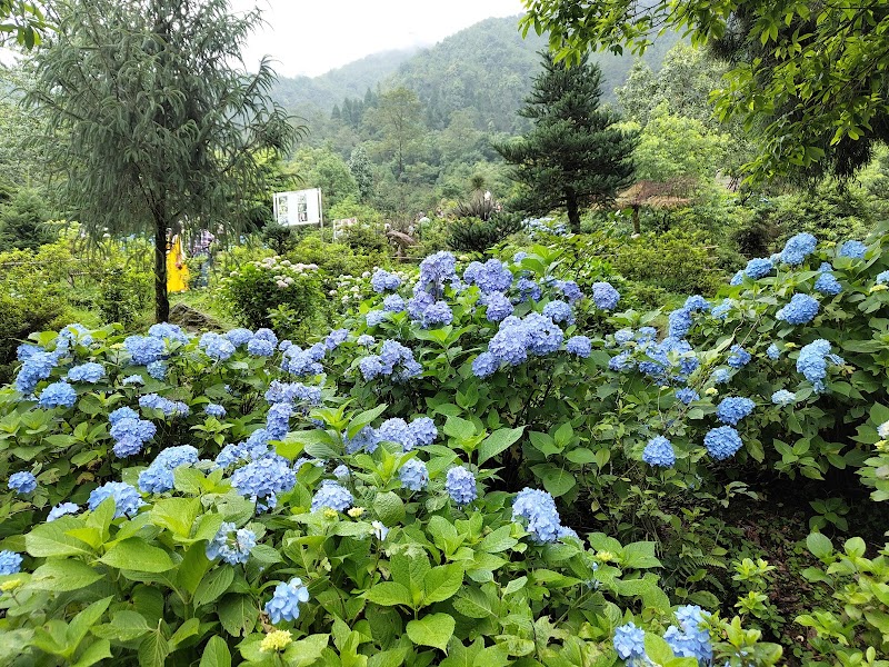 Flower Exhibition Centre - Ridge Park. - Flower Exhibition Centre - Ridge Park. 8JJ8+MG7, Arithang, Gangtok, Sikkim 737101, India
