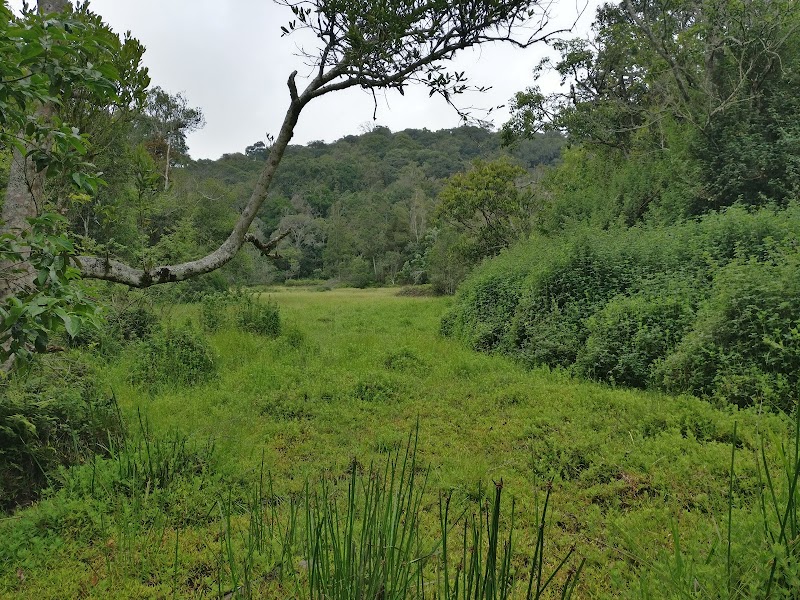Longwood Shola Reserve Forest - Longwood Shola Reserve Forest CVHF+7HC, 20/104, Kotagiri - Kodanadu Rd, Kairbetta, hosatty, Donnington, Kotagiri, Tamil Nadu 643217, India