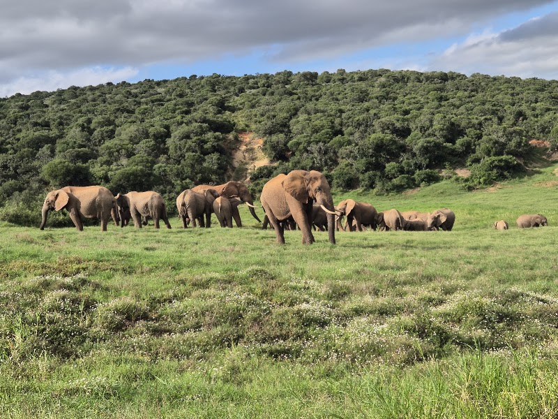 Addo Elephant National Park - Addo Elephant National Park South Africa
