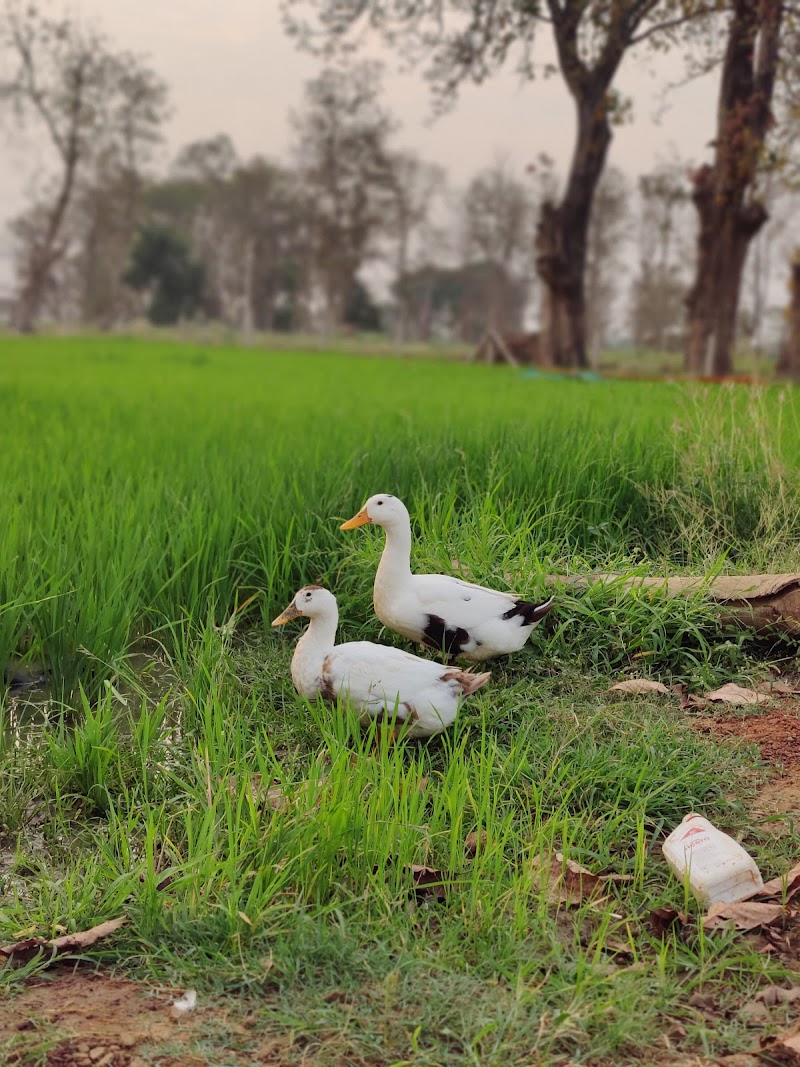 Uttam animal husbandry - Uttam animal husbandry, Dandesara, Chhattisgarh 491001, India