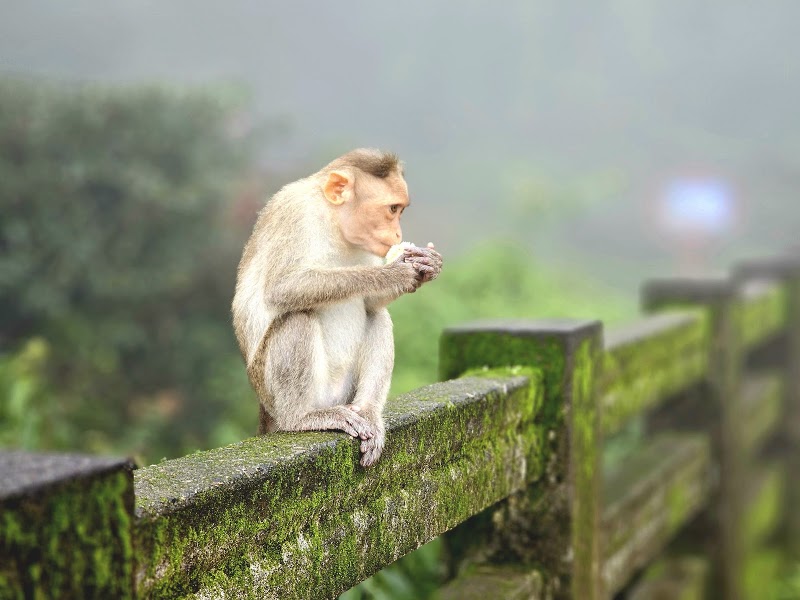 Agumbe Sunset View Point - Agumbe Sunset View Point, Agumbe, Talluru, Karnataka 577411