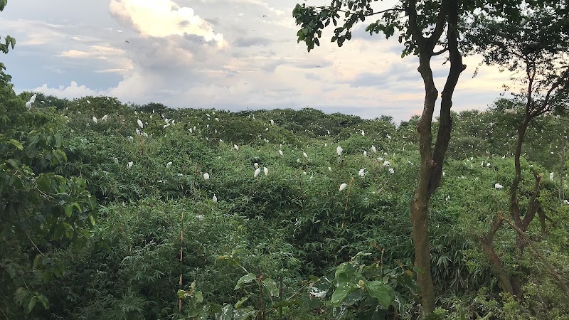 Bang Lang Stork Sanctuary - Bang Lang Stork Sanctuary, 7GJ4+J66, Thot Not, Can Tho, Vietnam