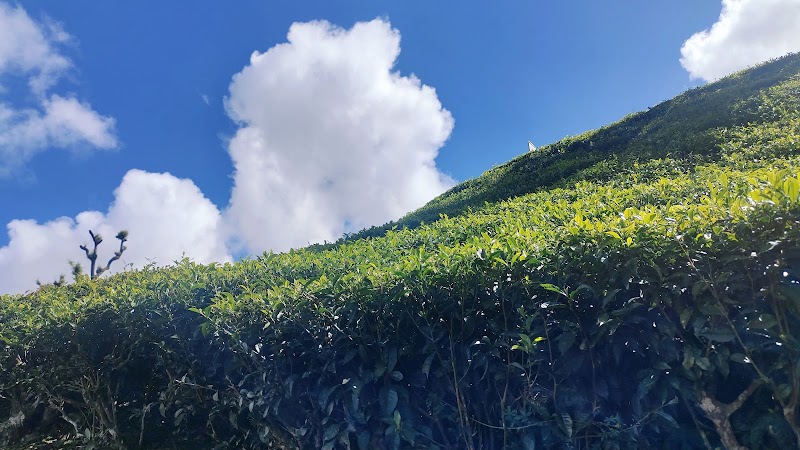 Tea garden - Tea garden Dolphin's Nose Rd, Alwarpet, Burliyar, Coonoor, Tamil Nadu 643101, India