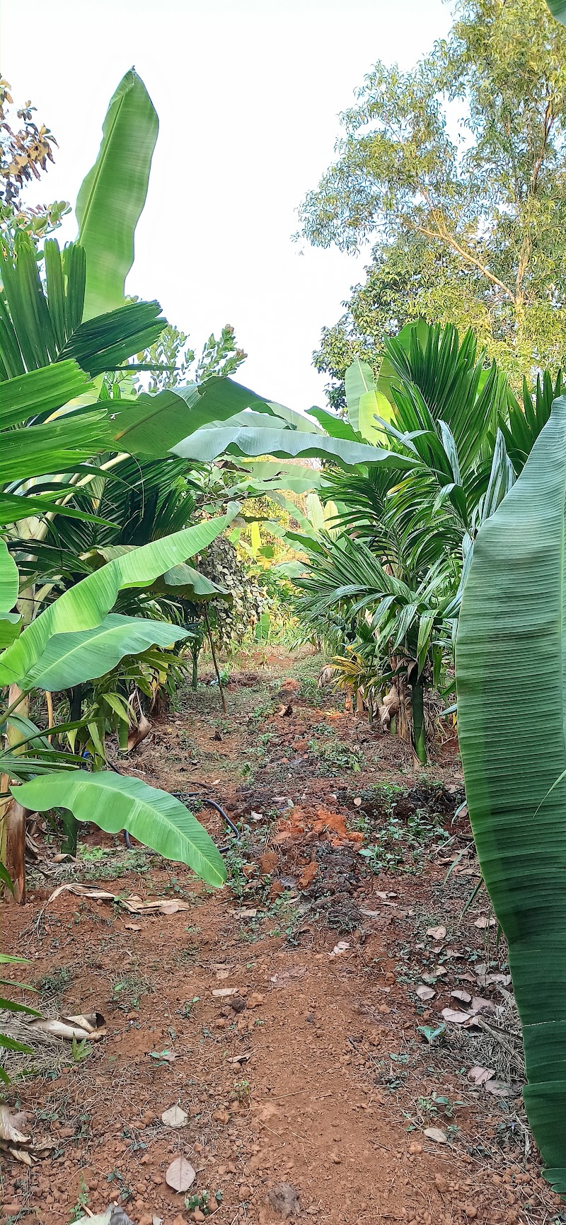 Prabhu Farms:- Blessings in Nature - Prabhu Farms:- Blessings in Nature Galgibag road, Canacona, Poingunin, Goa 403702, India