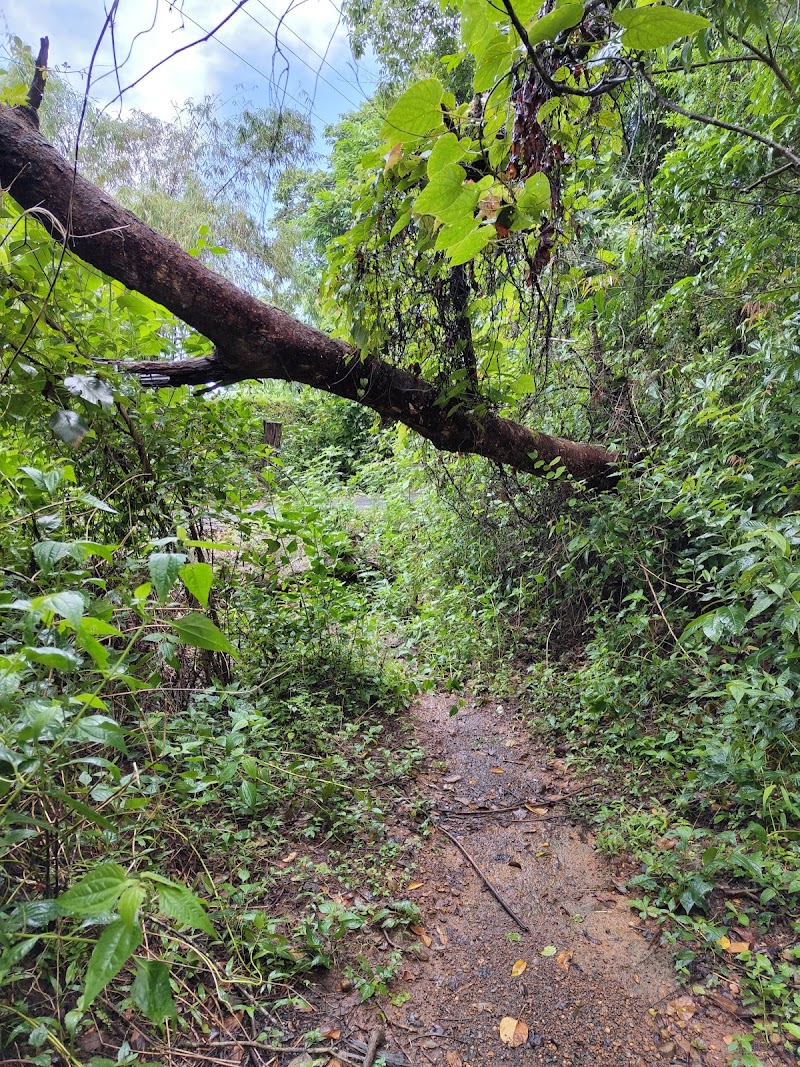 Tourism attraction bridge - Tourism attraction bridge C58H+3H, Panas, Goa 403406, India