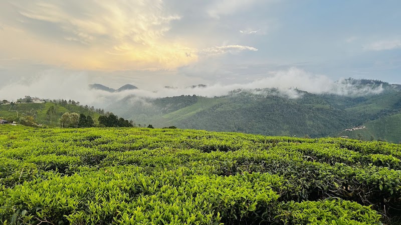 Carolina Tea Estate