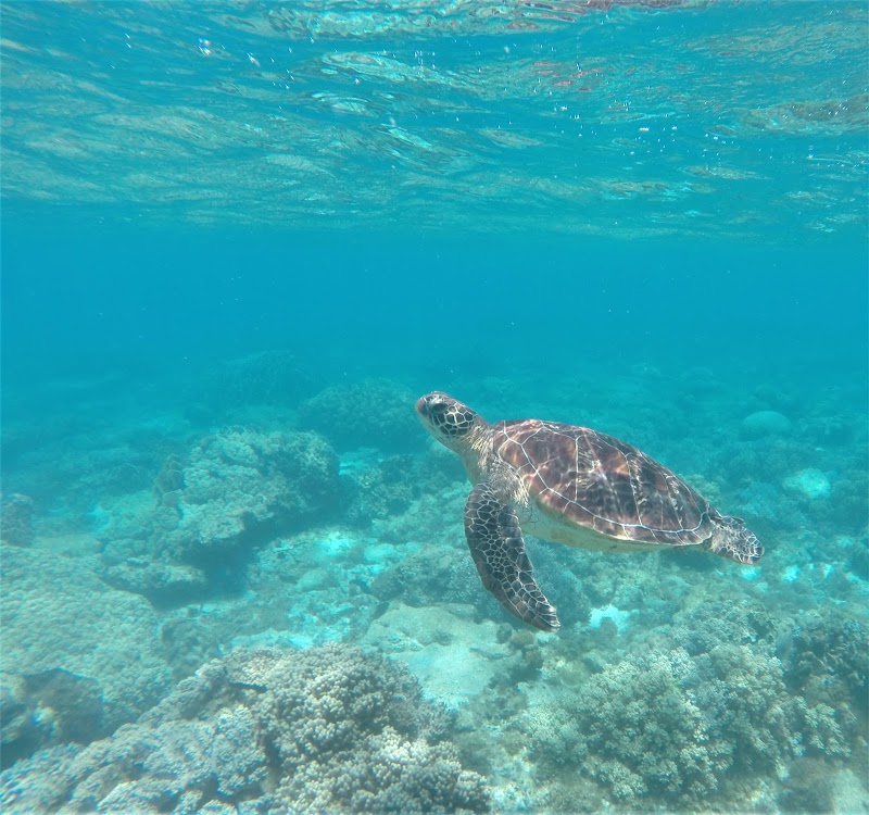 Apo Island - Apo Island, Dauin, Negros Oriental, Philippines