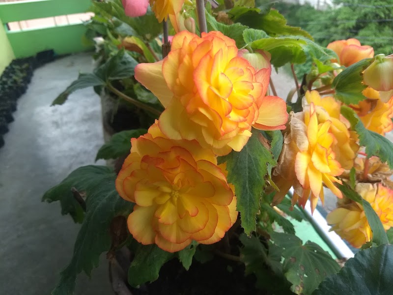 Hotel Pine View - Hotel Pine View, Rabikhet Road, Bhowali, Sukha, Uttarakhand 263132, India
