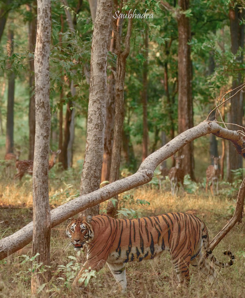 Pench National Park - Pench National Park, Turia ,Tehsil :Kurai, near Turia gate, Madhya Pradesh 480881, India