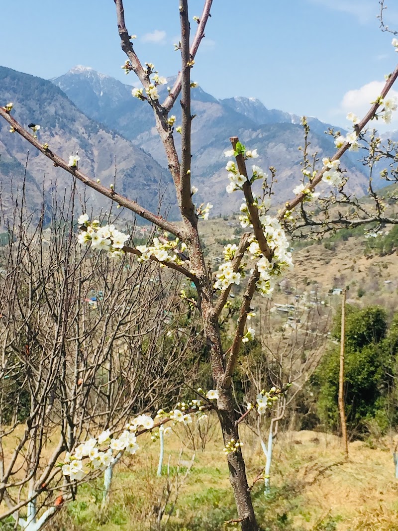 Dewa.Orchard - Dewa.Orchard, Shilawati po nishani teh, Distt, Nirmand, Sohach, Himachal Pradesh 172002, India