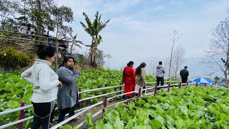 Blone homestay - Blone homestay Soreng Khasmahal Bardara near Primary school Ward no.04, P.O Bardara, P.S, Rangli Ranglot Tea Garden, Soriang Khasmahal, West Bengal 734312, India