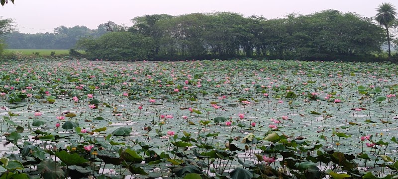 Lotus Pond - Lotus Pond XH8Q+2VJ, Sirugudi, Serugudi, Tamil Nadu 612201, India